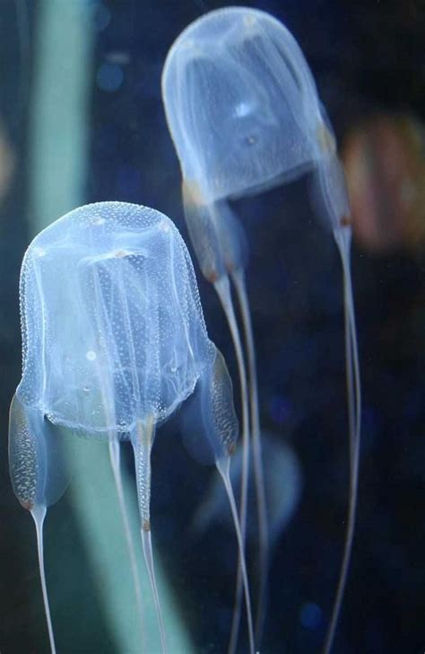 Australian Box Jellyfish Jellyfish Ocean Creatures Deadly Animals