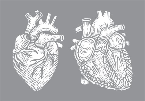 Human Heart Vector Illustration 237769 Vector Art At Vecteezy