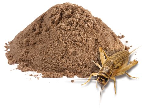 Edible Insects Bugs Bush Tucker Cricket Flour 100 Grams Crunchy
