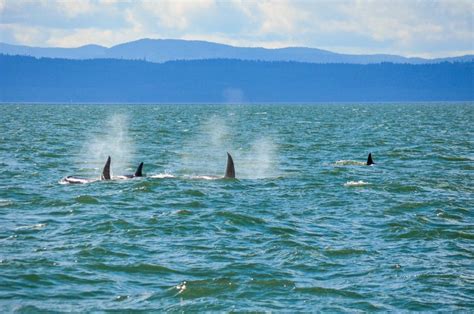 Best Whale Watching Vancouver Bc