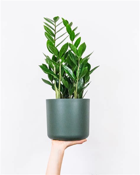 12 Easy House Plants Low Maintenance Forgiving And Wonderfully Indestructible Real Homes