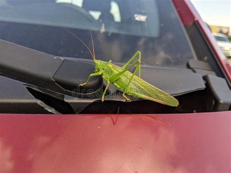 Green Grasshopper Flying