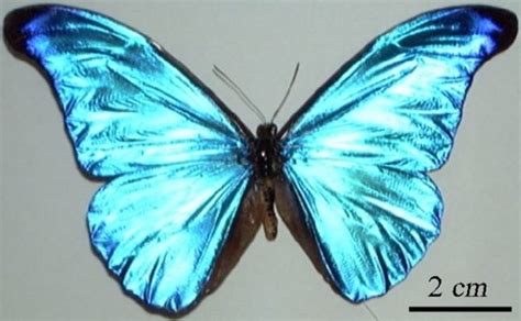Butterfly Wing Iridescence Makes For Color E Readers