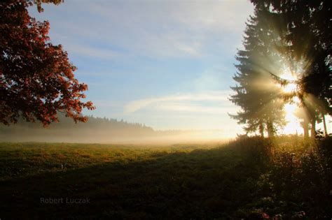 Nature The Sun Morning Trees Forest Rays Field Photo 3440 Hd