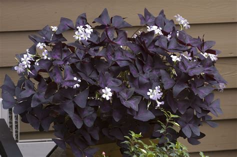 Purple Oxalis I Love This Plant The Leaves Remind Me Of Butterflies