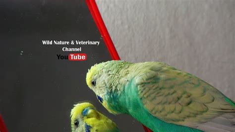 4 Hours Budgie Sounds For Lonely Budgies Budgie Singing To Mirror