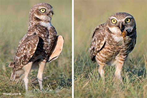 Burrowing Owls In Alberta By Dr Wayne Lynch The Canadian Nature