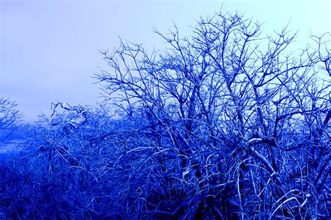 Blue Trees Blue Tree Tree Photography Blue Color