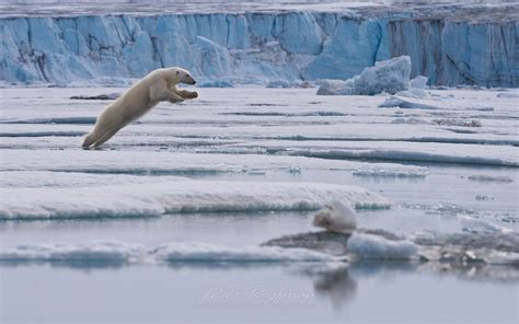 Polar Bear Leaps Across The Ice Floe Spitsbergen Svalbard Norway