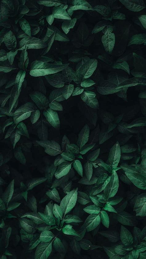 Dark Green Leaf Wallpapers Top Free Dark Green Leaf Backgrounds