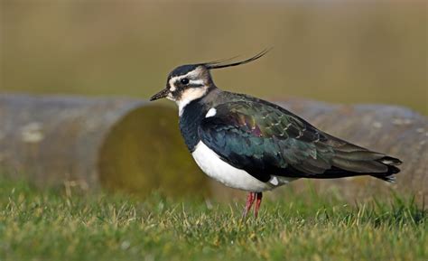 Irish Lapwing Survey Appeals For Help Birdguides
