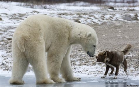 Grin And Bear It Brave Dog Takes On Polar Bearand Wins Caters