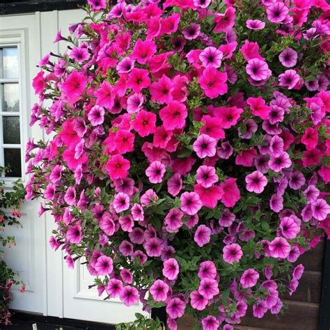 Hanging Basket With Pink And Purple Petunias Hanging Flower Baskets