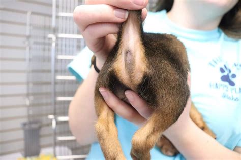 Puppy Born With No Anus Treated At Idaho Animal Shelter Idaho Statesman