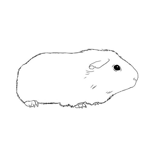 Von vorne nach hinten wischen sie dann, um. KonaBeun - zum ausdrucken ausmalbilder meerschweinchen ...