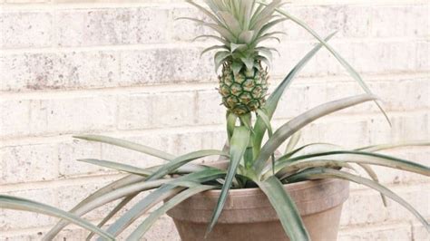 Growing Pineapples The Easiest Fruit To Grow