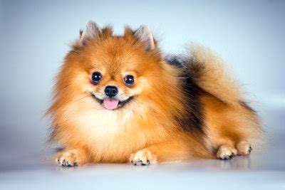 Wunderschöne pomeranian zwergspitz ein teddy junge mini boo zu verkaufen! Anleitungen im Bereich Haustiere zum Thema Hunderassen