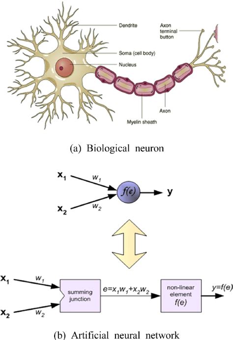 The term concept neurons has sometimes been used to describe biological neurons with similar properties , but this framing might encourage people to overinterpret these artificial neurons. Biological neuron and Artificial neural network | Download ...