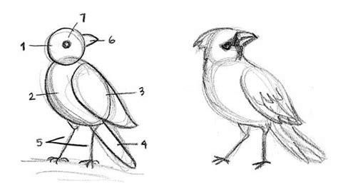 How To Draw Birds Kid Can Doodle