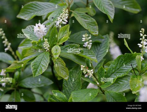 Sweet Pepperbush Anne Bidwell Or Summersweet Clethra Alnifolia