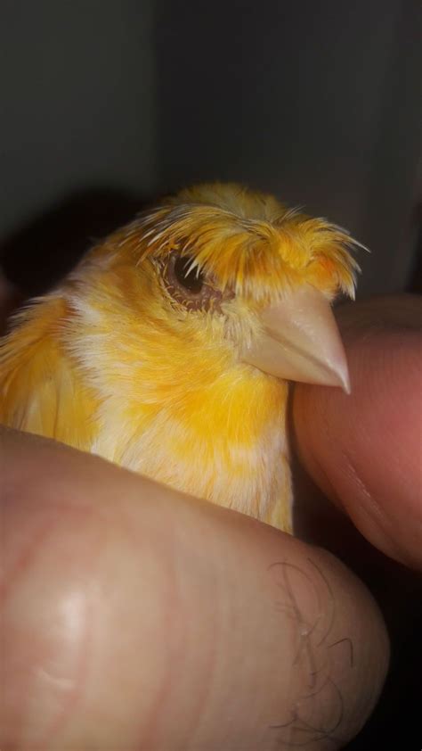 Canary Birds Eyes Infection Backyard Chickens Learn How To Raise
