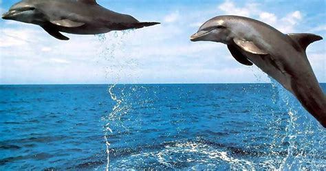 Dolphin Wallpapers Fun Animals Wiki Videos Pictures