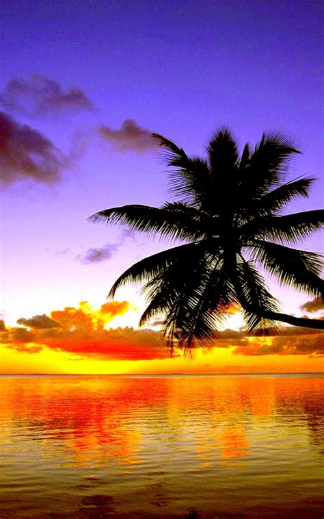 Free download Lost Palm Tree 4K Sunset Wallpapers 4K Wallpaper ...