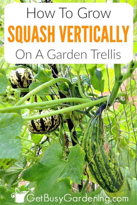 How To Grow Squash Vertically Ultimate Squash Trellising Guide Grow