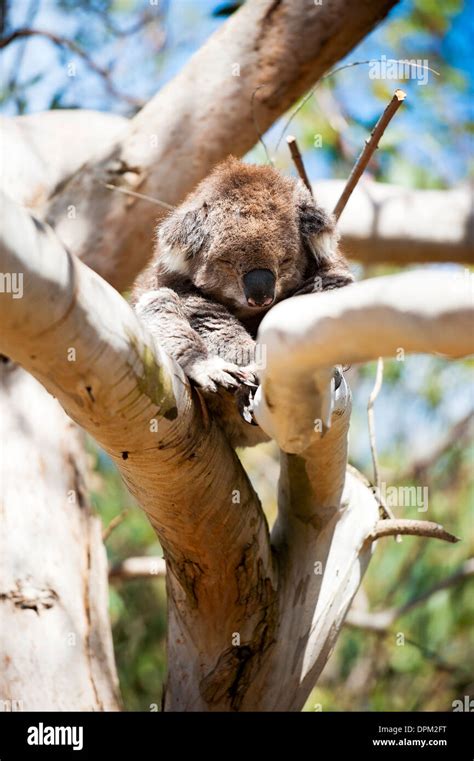 Tired Koala Hi Res Stock Photography And Images Alamy