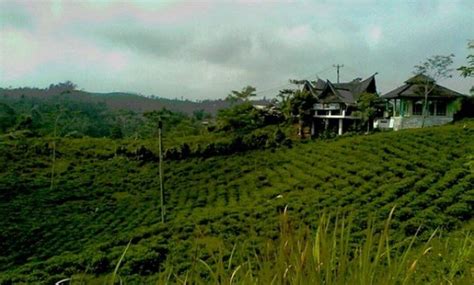 10 Gambar Kebun Teh Taraju Tasikmalaya Harga Tiket Masuk Lokasi