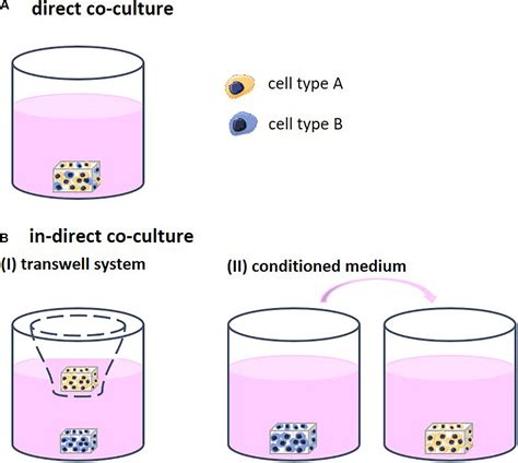 Animal Cell And Tissue Culture Book Animal Cell Culture Types