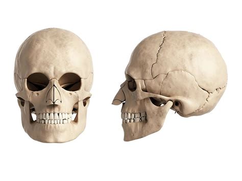 Human Skull Photograph By Sebastian Kaulitzki Pixels