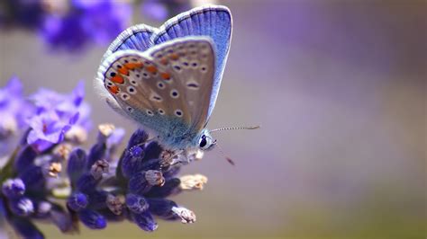 Purple Butterfly Hd Desktop Wallpaper 09324 Baltana