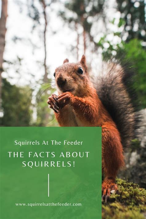 Squirrel Facts Squirrels At The Feeder Squirrel Do Squirrels