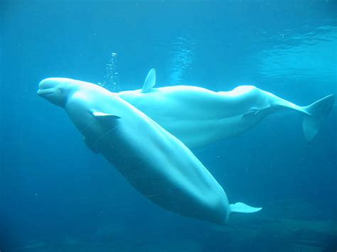130 Beluga Whales Canada Stock Photos Pictures And Royalty Free Images
