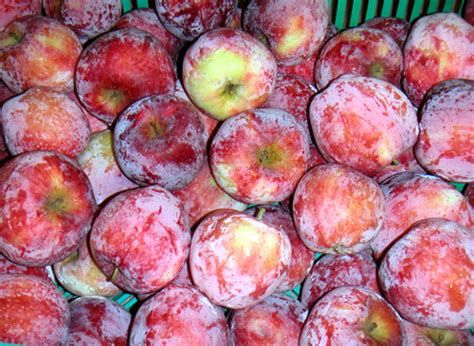 Selected categoryother weed & pest control. Buy Liberty Apple Trees Online | Burnt Ridge Nursery-Burnt ...