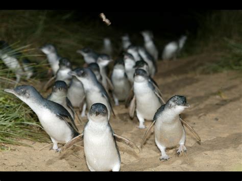 Here at sea life melbourne we have two species of penguins, the king and gentoo penguins. Penguin Parade Tours, Penguin Parade Day Tours | Gray Line