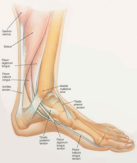 Ankle And Foot Pain The Center For Physical Rehabilitation