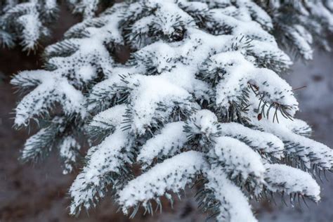 Snow Covered Pine Tree Branches Close Up Stock Image Image Of Flora