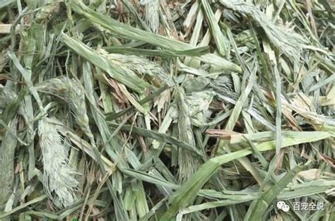 The website collected by this website comes from the. 還在糾結餵兔子吃什麼草？把各種草的優缺點詳細分析給你聽 - 每日頭條