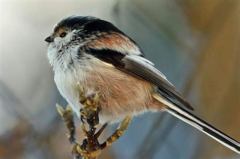Frankfurter wissenschaftler graben unbekannte vogelart aus. Vogelarten Im Garten Das Beste Von Schwanzmeise Auf Dünnem ...