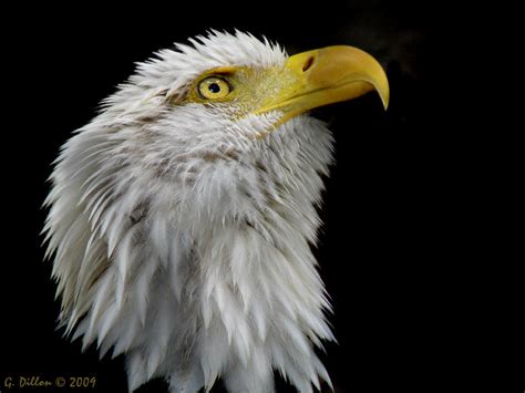 American Bald Eagle Head Shot Photograph By Grace Dillon Fine Art America