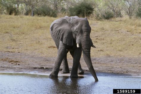 African Elephant Loxodonta Africana