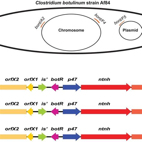 Locations And Gene Content Of The Three Botulinum Toxin Gene Clusters