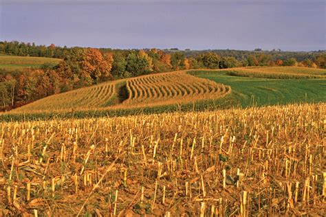 Harvest Corn Fall Corn Fields Of Gold