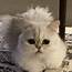 Persian Traditional Cat Available  1 Months Old In