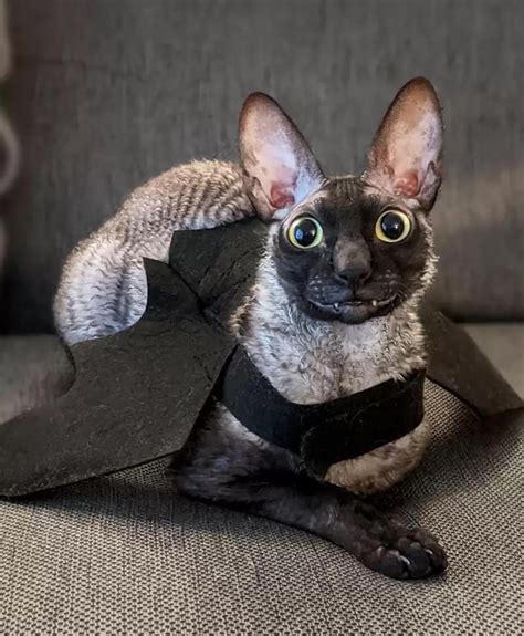 Bat Cat 9gag