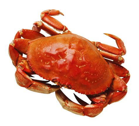 Transparent Crab Clipart Crab Animation Hd Png Download Transparent Png