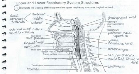 A P II Review Sheet 36 Anatomy Of The Respiratory System Flashcards