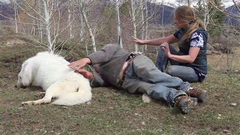 Healing Touch On Wolf Though He Was Very Elderly Arctic Mist The